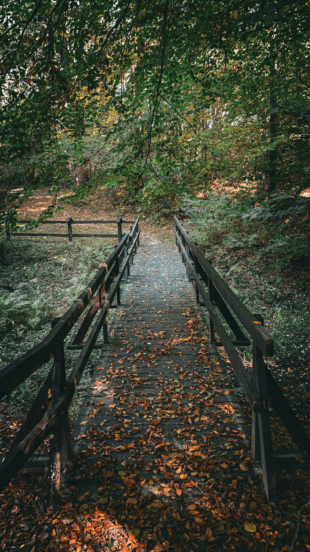 person on path in forest